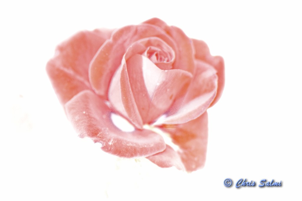 _DSC7101 - Copy - Copy.JPG